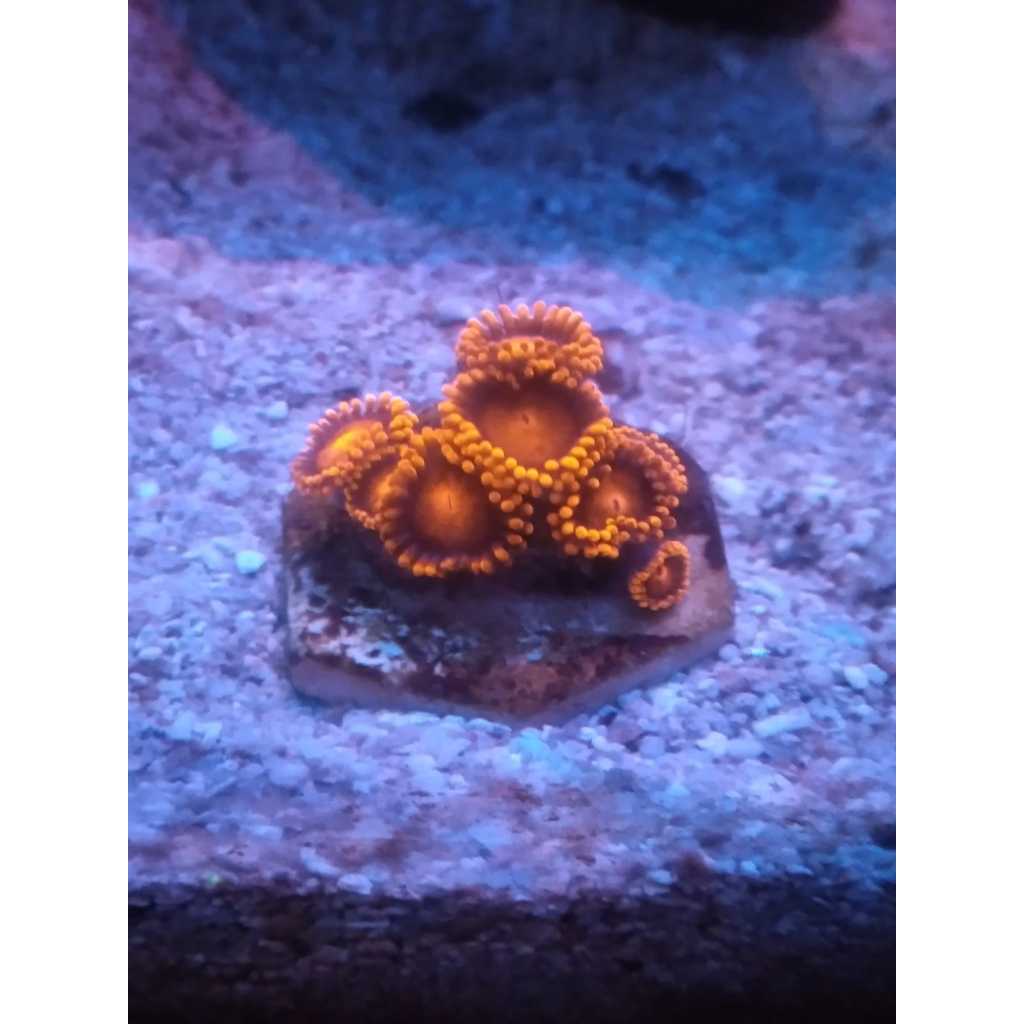 Zoa Bam Bam Orange [FRAG]