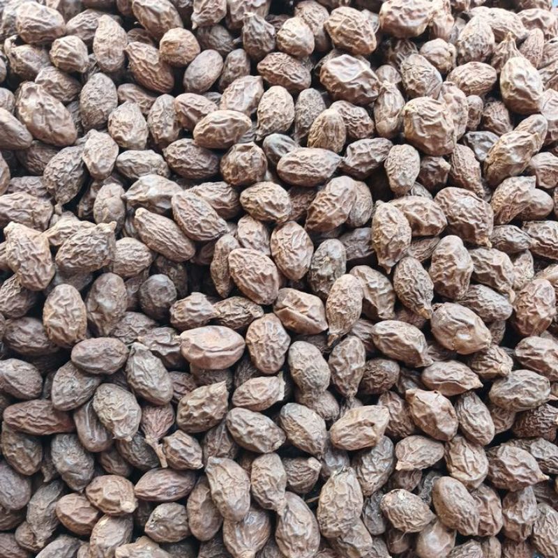 

Tempayang 100 gram / Kembang Semangkuk 100 gram