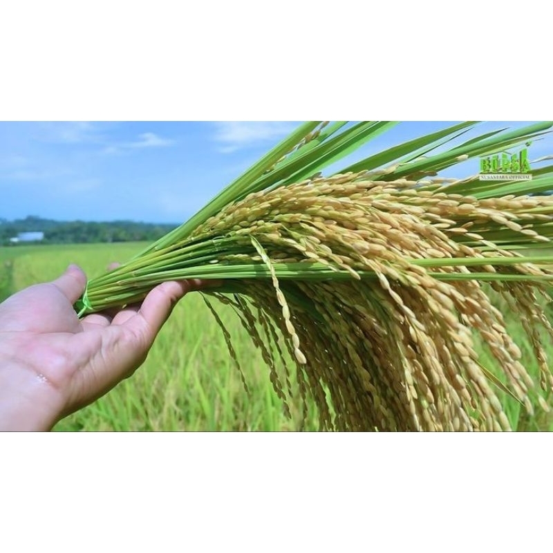 

beras 1kg