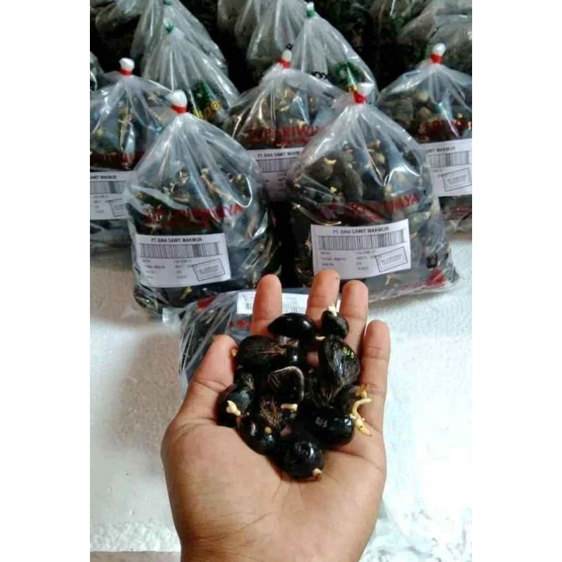 50 butir benih bibit kecambah sawit DxP SRIWIJAYA 5 ASLI