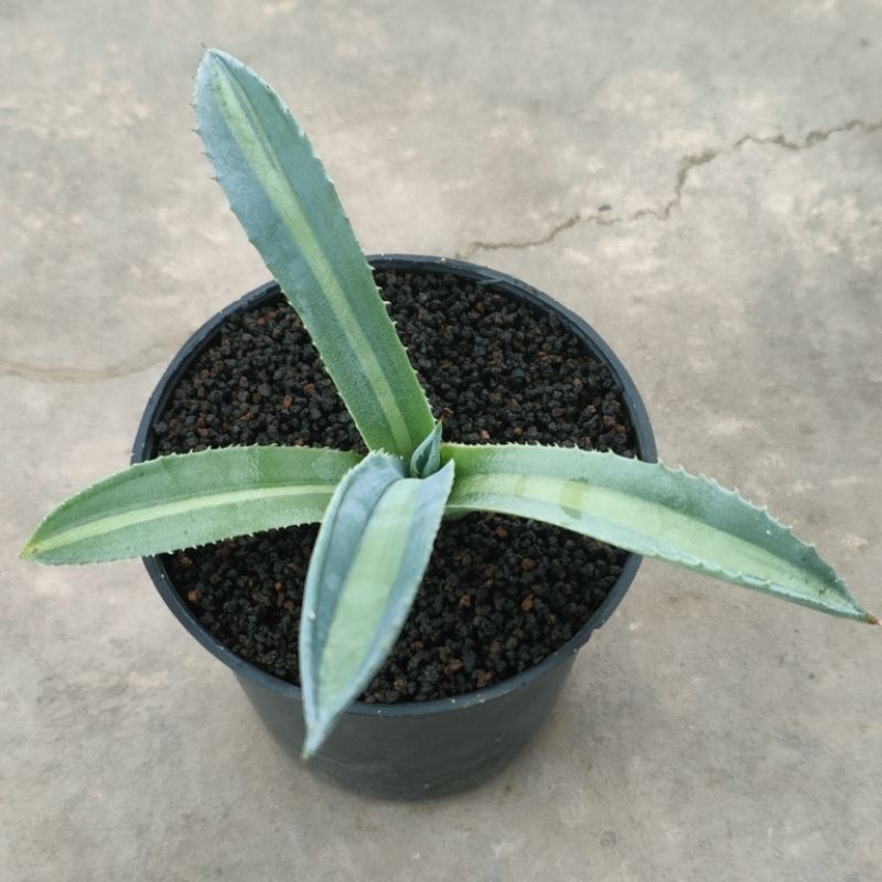 agave Americana lime lemon varigata