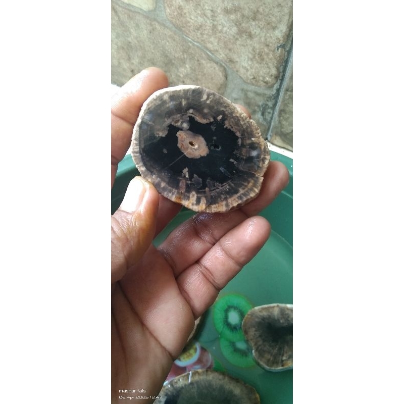 Batu fosil kelor super dengan motif combong