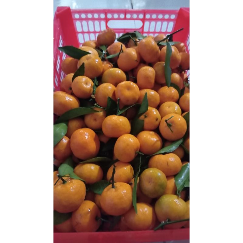 

jeruk santang 1kg