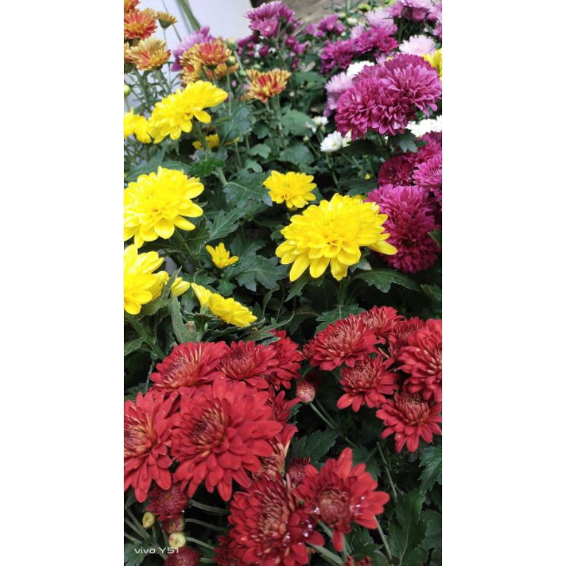 BUNGA KRISAN SEGAR| BUNGA SEGAR KRISAN PUTIH PINK KUNING HIJAU