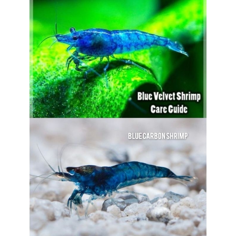 NEO SHRIMP - PAKET UDANG HIAS AQUARIUM AQUASCAPE BLUE VELVET - BLUE CARBON - UDANG HIAS AQUARIUM AQU