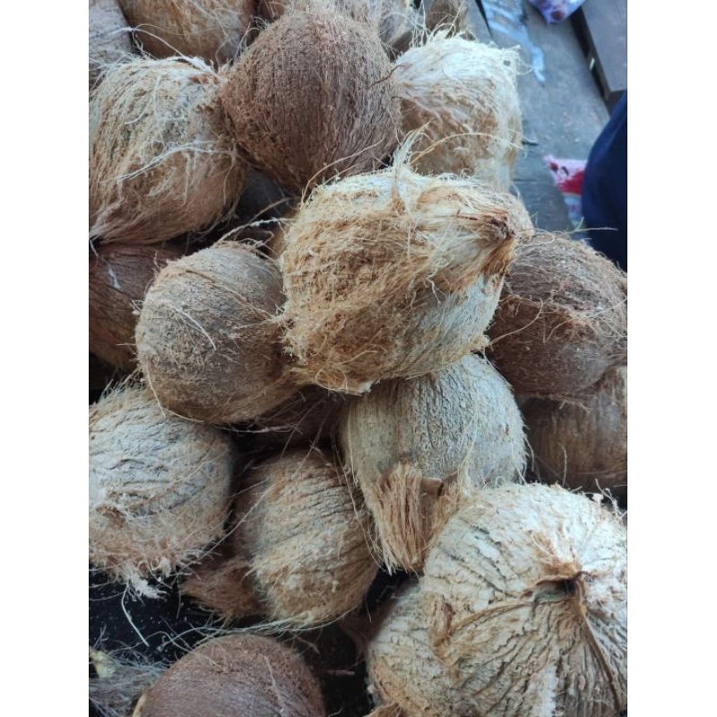 

Satu Buah Kelapa Sudah di kupas kulitnya Utuh dengan air nya