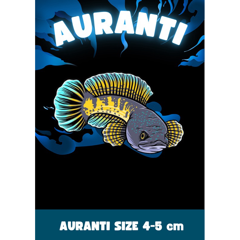 Auranti CB 4-5 cm