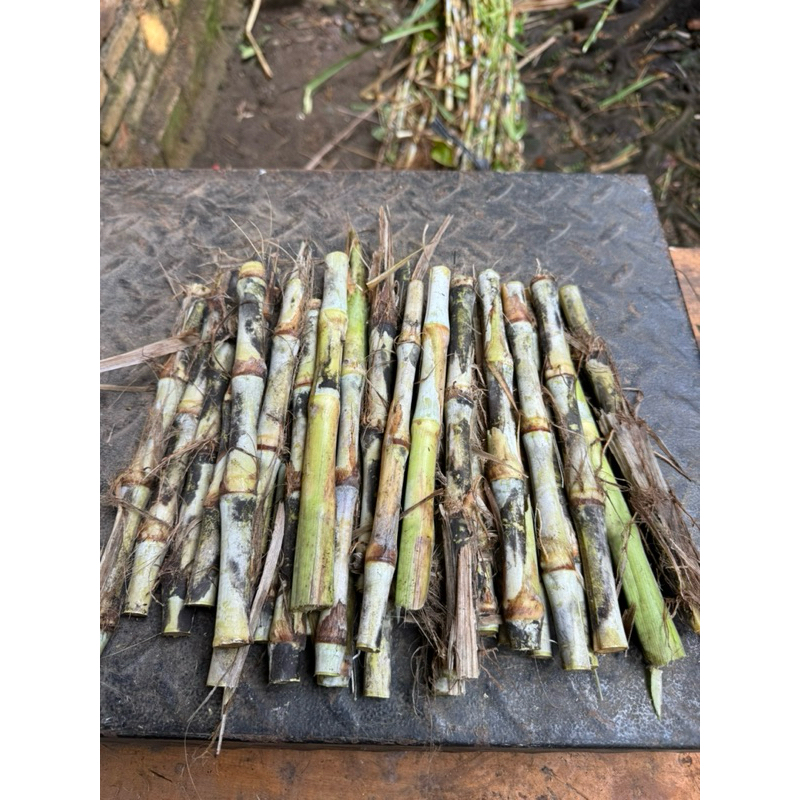 Bibit Rumput Odot Super ( 1 kg ) - Bibit rumput Odot super jumbo pakan ternak