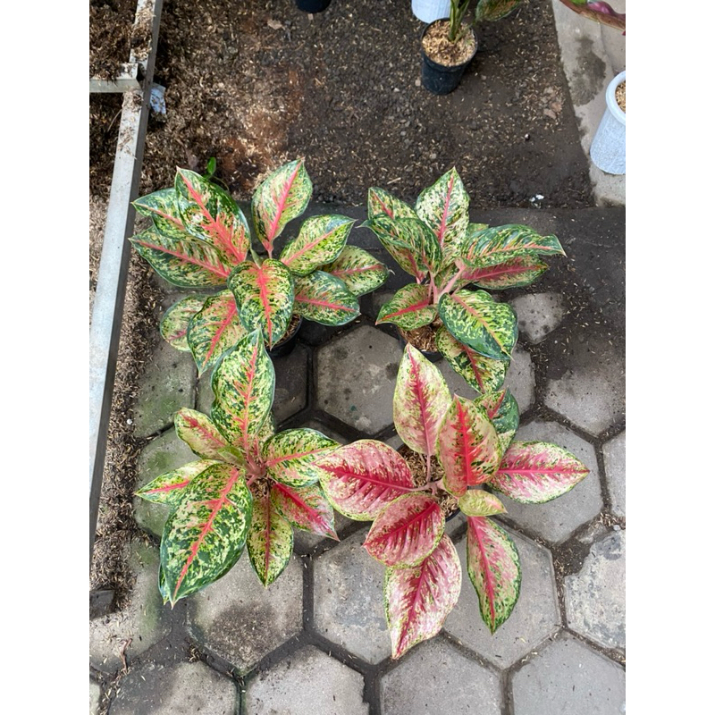 Aglaonema Sweet Dream