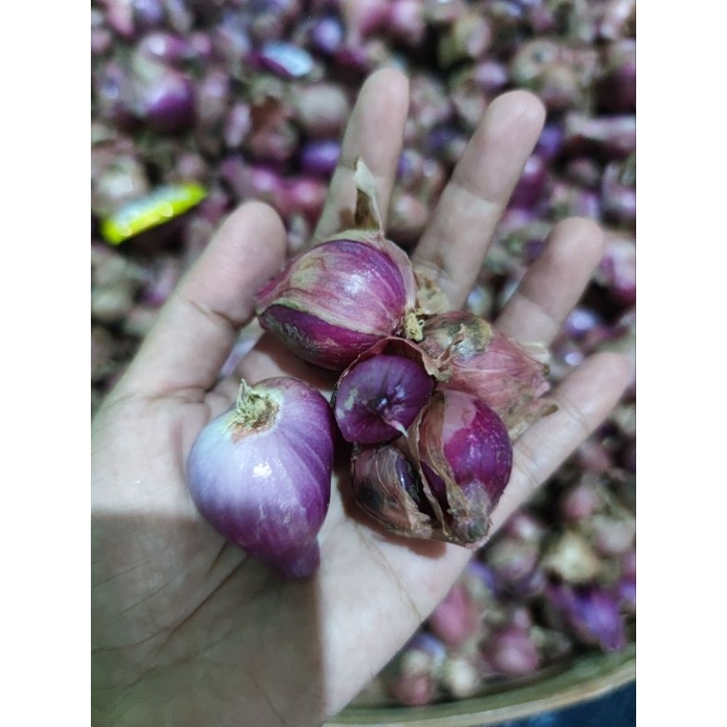 

Bawang Merah Nganjuk