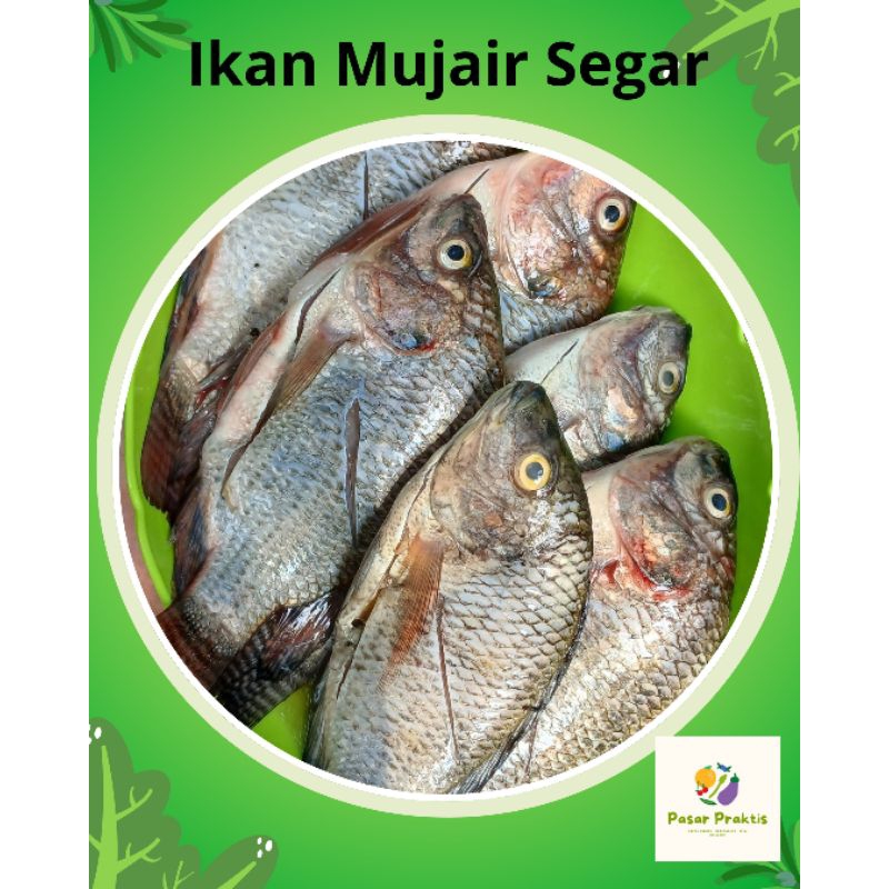 

IKAN MUJAIR FRESH PASAR PRAKTIS