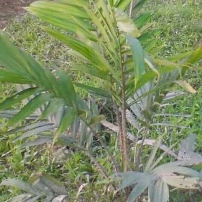 

DAUN SALAK SEGAR 100gram