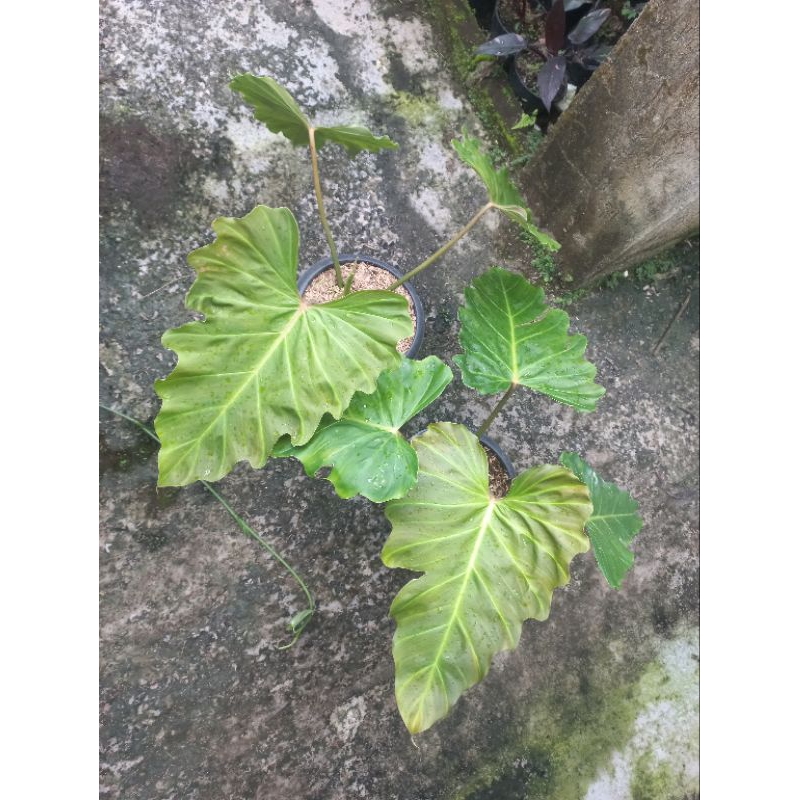 Tanaman Hias Philodendron Corsinianum