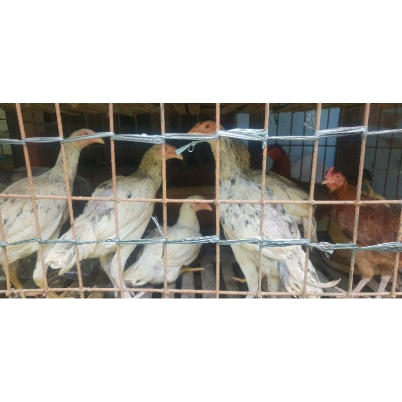 

Ayam kampung (potong segar) kurleb berat 1.2 kg