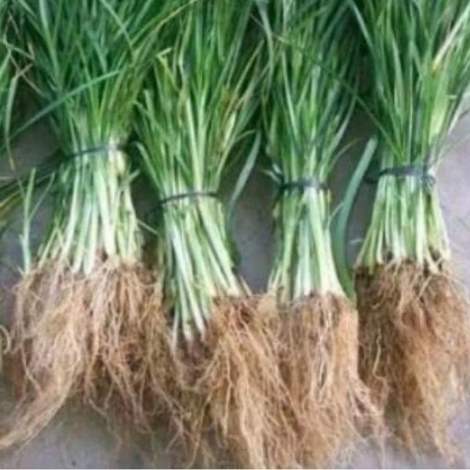 

Akar rumput belulang segar paket 500 gram