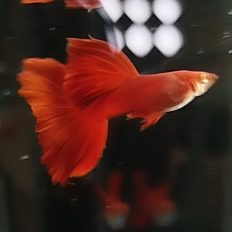 

Stiker Unik Albino Full red Mega Dorsal, Dorsal super besar dan lebar kualitas unggulan (juve)