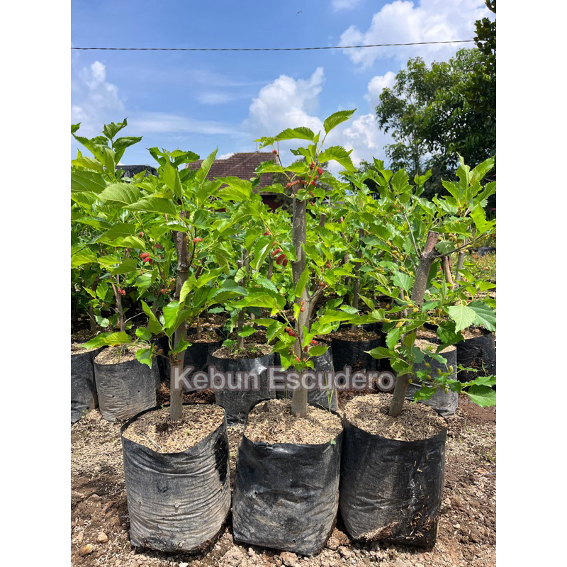 Murbei Jumbo Berbuah / Tanaman Buah Murbei Batang Besar / Buah Arbei