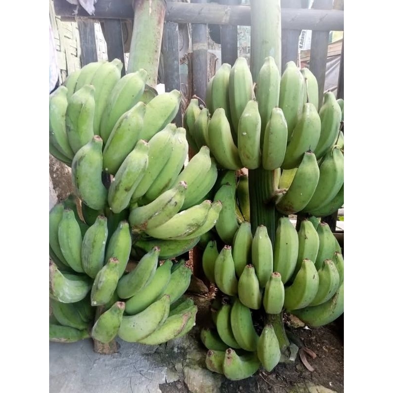jual 1kg buah pisang raja mentah super
