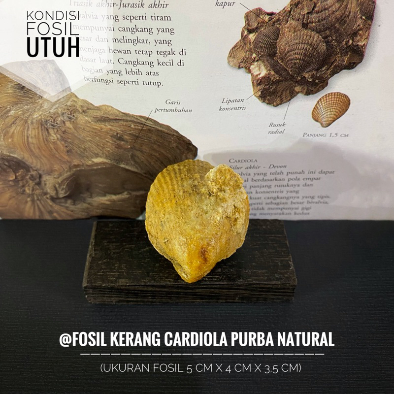 Fosil Kerang Cardiola Purba Natural A16 atau Fosil Keong atau Fossil Shell atau Fosil Kijing atau Fo