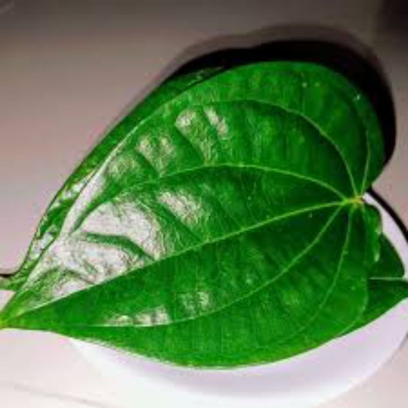 

daun sereh segar terlaris 50 lambar