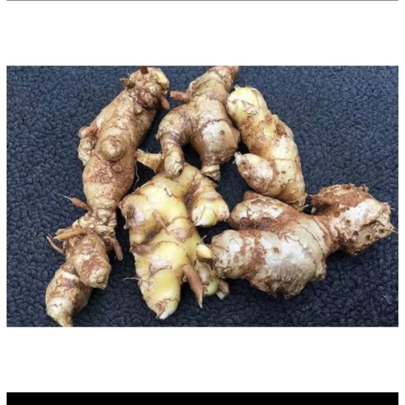 

LEMPUYANG FRESH - 250gr