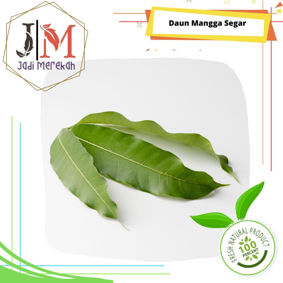 

[JM Sofresh] Daun Mangga Segar 10 Lembar