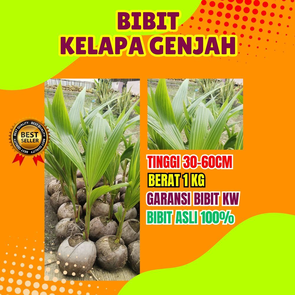 TERLARIS.. Tanaman Kelapa Kopyor Pati