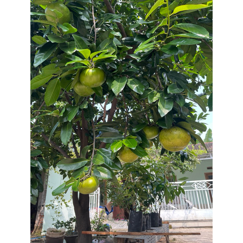 POHON BLACK SAPOTE HASIL CANGKOK