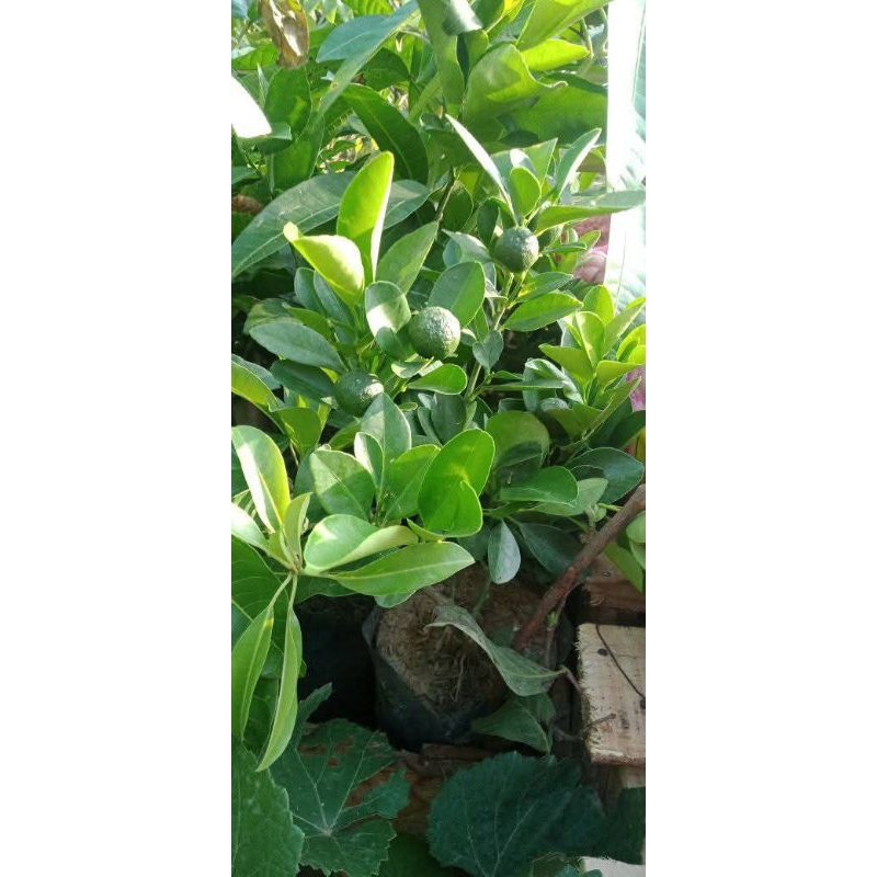 BIBIT JERUK KUNCI (JERUK SAMBAL)SUPER