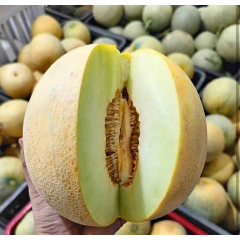 

melon Fress berat 2kg