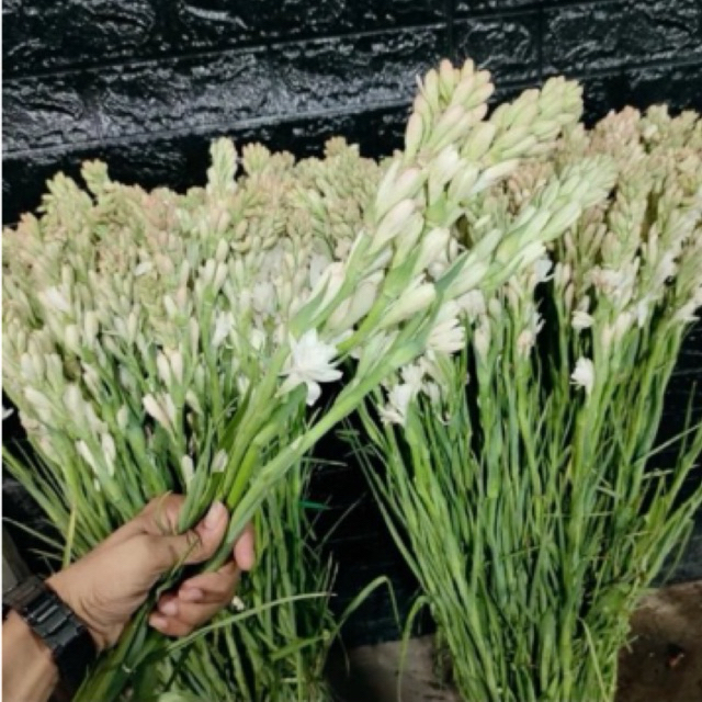 BUNGA SEDAP MALAM SEGAR PER 3 TANGKAI/BUNGA SEDAP MALAM FRESH DAPAT 3 TANGKAI/BUNGA SEDAP MALAM MURA