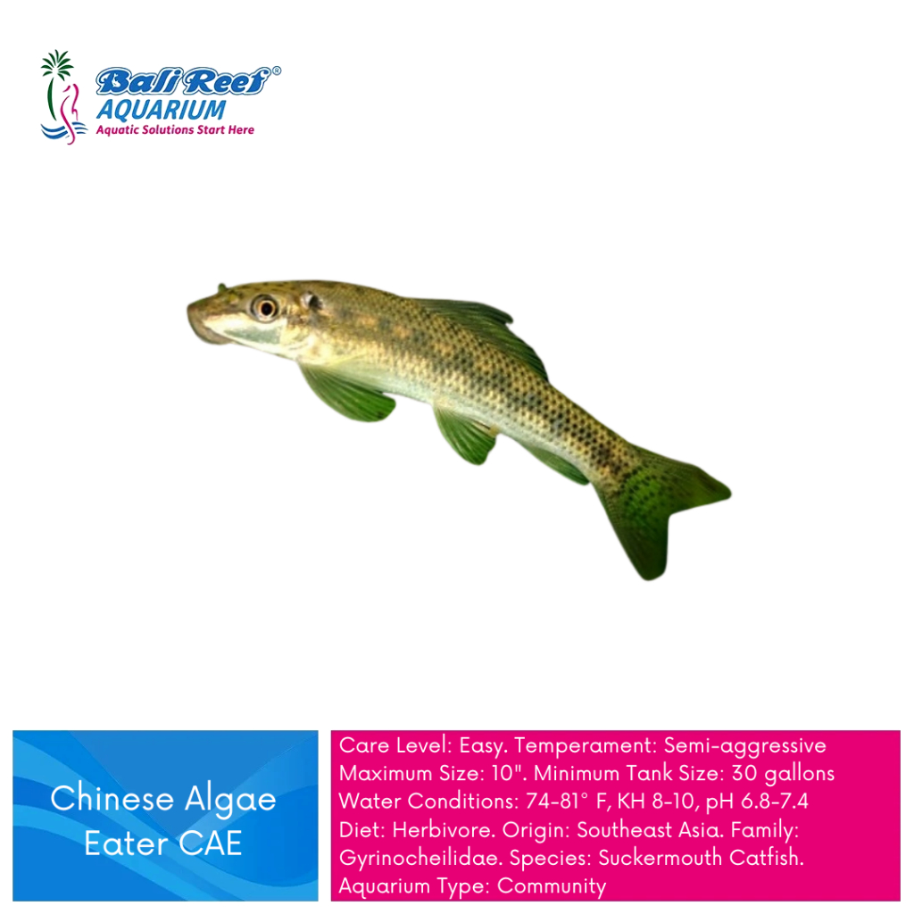 Ikan Hias Aquascape CAE Ikan Pembersih Lumut Hiasan Aquascape