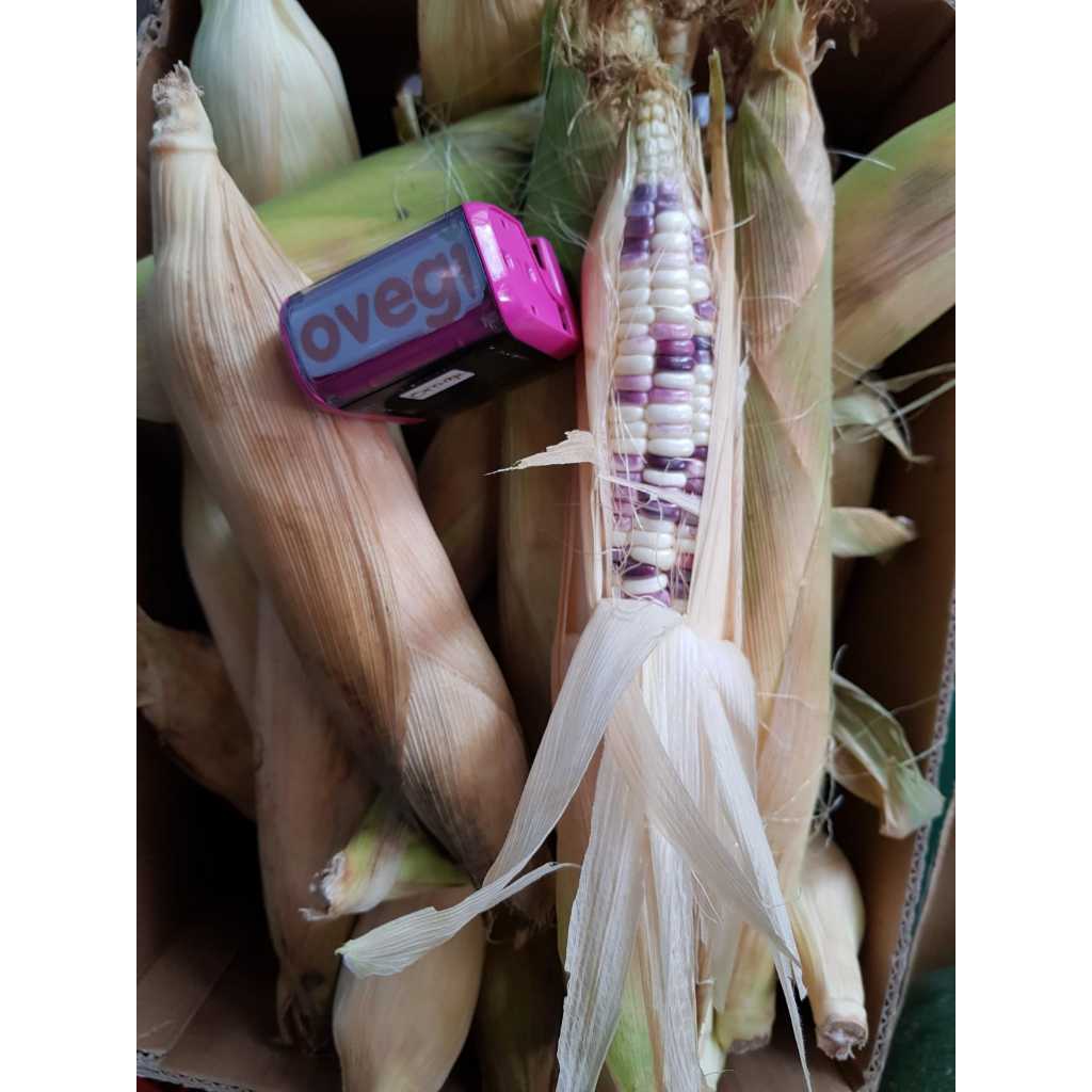 

JAGUNG PULUT/JAGUNG PULOT/JAGUNG PUTIH UNGU/JAGUNG PULUT PUTIH UNGU 1KG