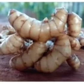 

KUNYIT PUTIH ASLI DARI KEBUN SENDIRI FRES. TEMU PUTIH ALAMI 1000 GRAM