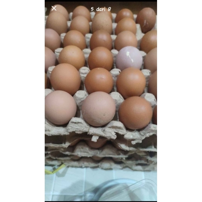 

Telur ayam fresh