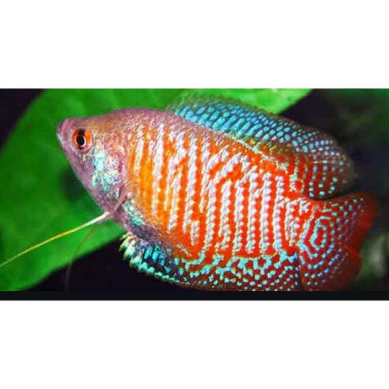 sepat hias alius/ralis gurami dwarf 5pcs bonus 1pcs