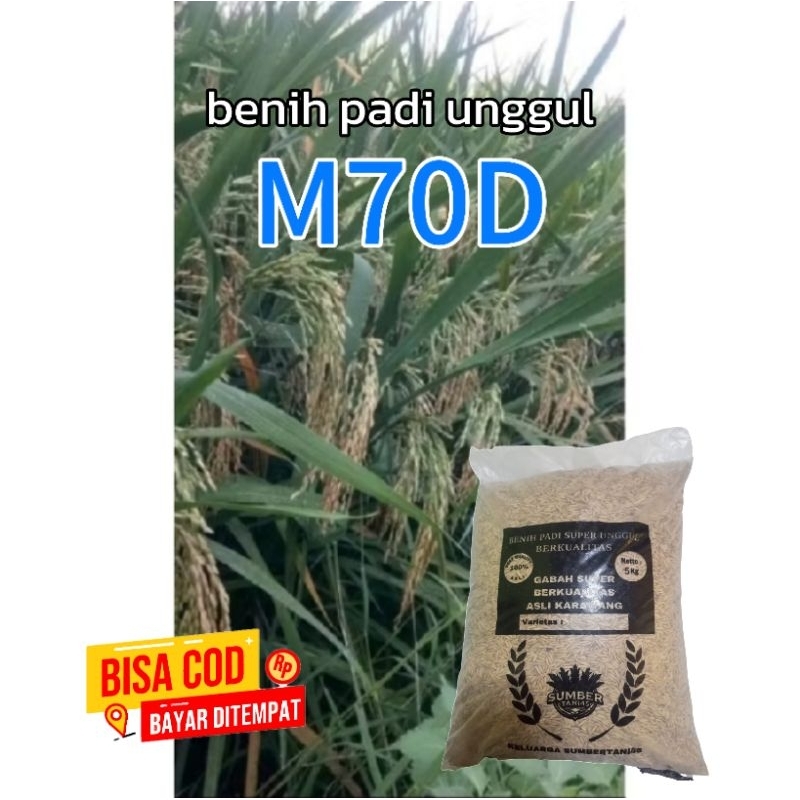 benih padi M70D unggul berkualitas.5kg