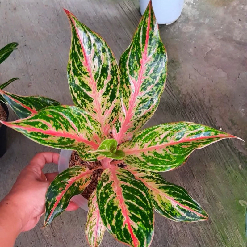 Tanaman hias aglonema butterfly - Aglonema butterfly