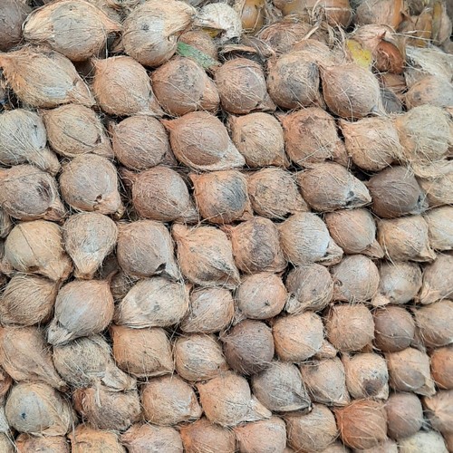 

(PROMO) Kelapa Tua Utuh Ada Kulit dan Batok 1 Butir / Kelapa Tua Utuh