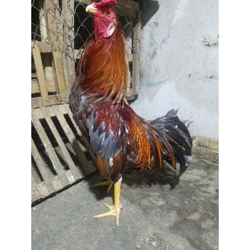 AyamKampungJago