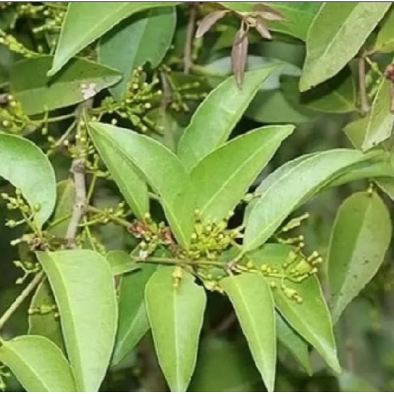 

daun benalu teh hijau herbal