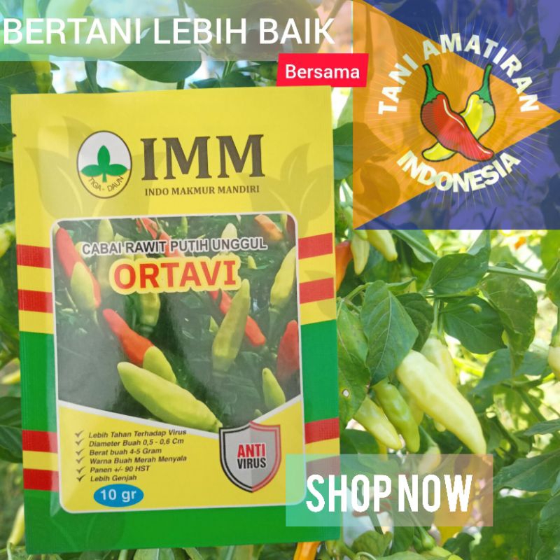 

Cabe rawit tahan virus ORTAVI 10gr