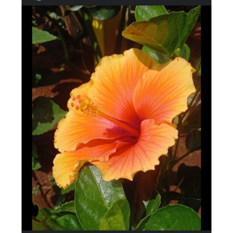 KEMBANG SEPATU, BUNGA KEMBANG SEPATU, TANAMAN HIAS,KEMBANG SEPATU PUTIH, KEMBANG SEPATU ORANGE