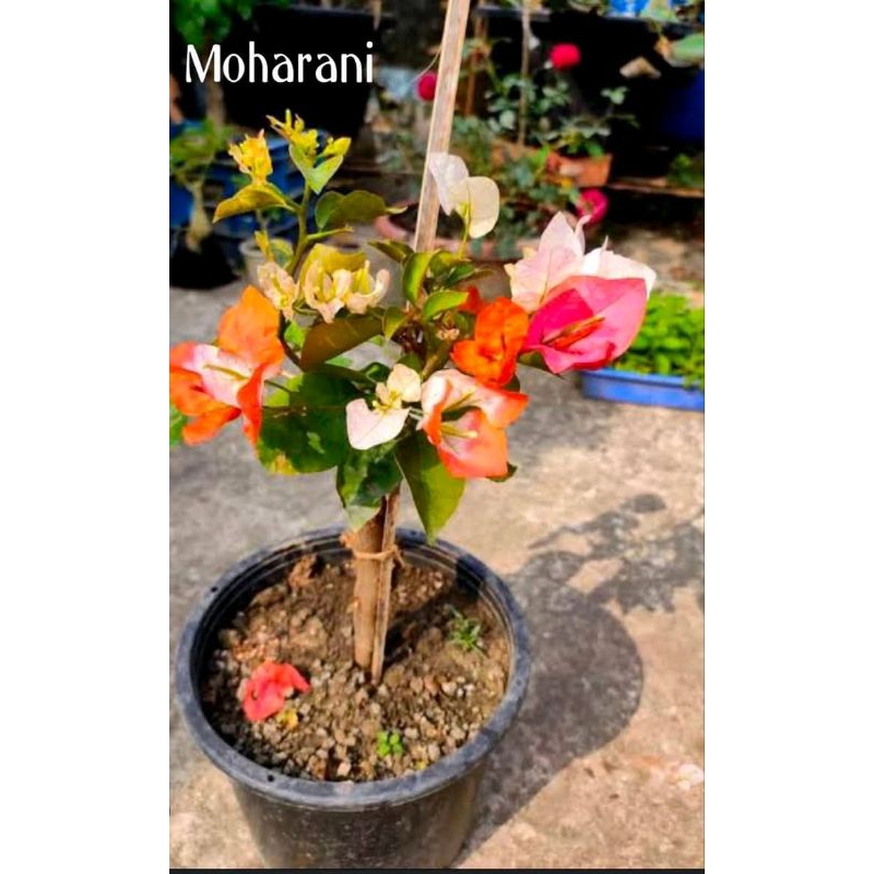 bougenville Maharani