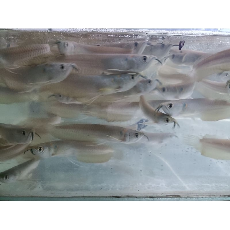 arwana silver red 6-7cm arwana silver Brazil serat merah murah garansi pengirim