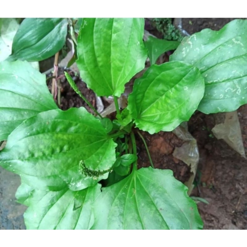 

Jual ki urat segar organik berkualitas 500 gram