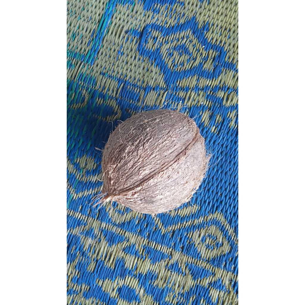

Kelapa kecil / besar asli dari pohon sendiri