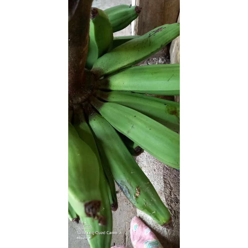 

PISANG NANGKA PERBUAH/PERKILO BERAT MAXIMAL 1,25KG