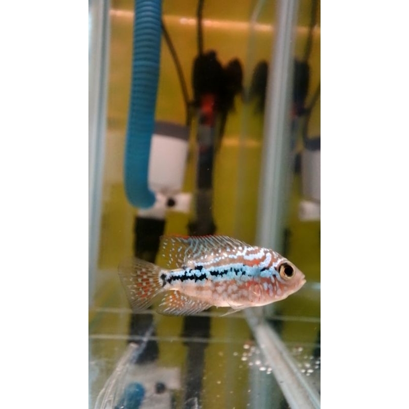 super red kamfa F2 vip import -+ 3,5cm