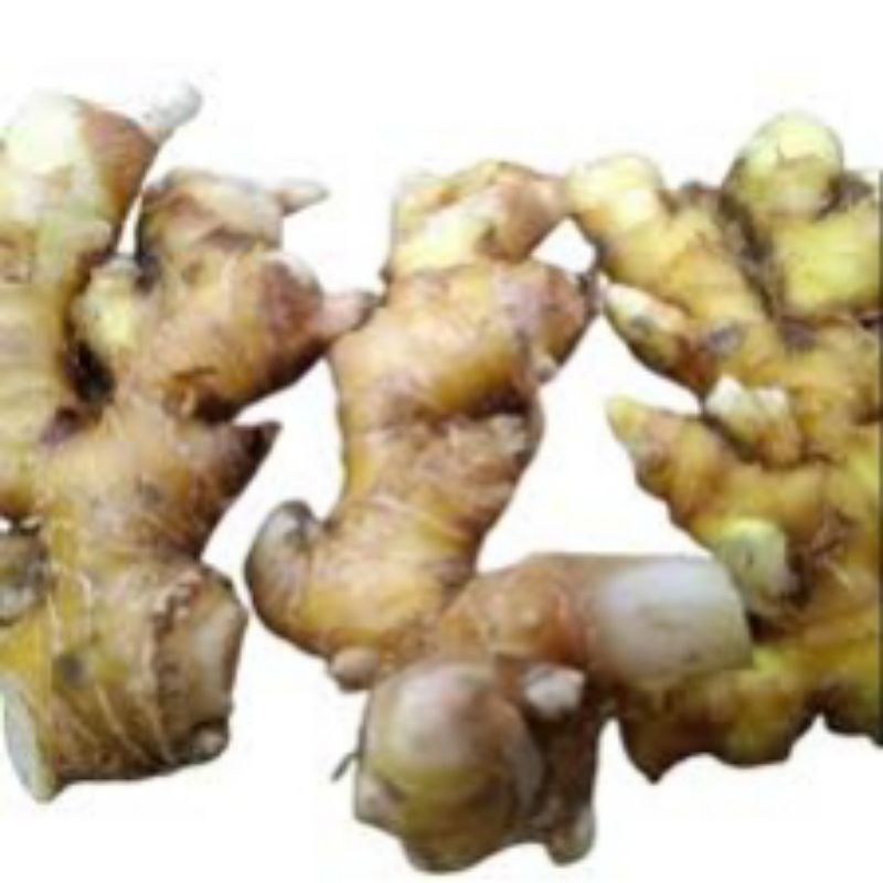 

LAMPUYANG ASLI 250 GRAM/ 1/4 KG TERMURAH TERLARIS